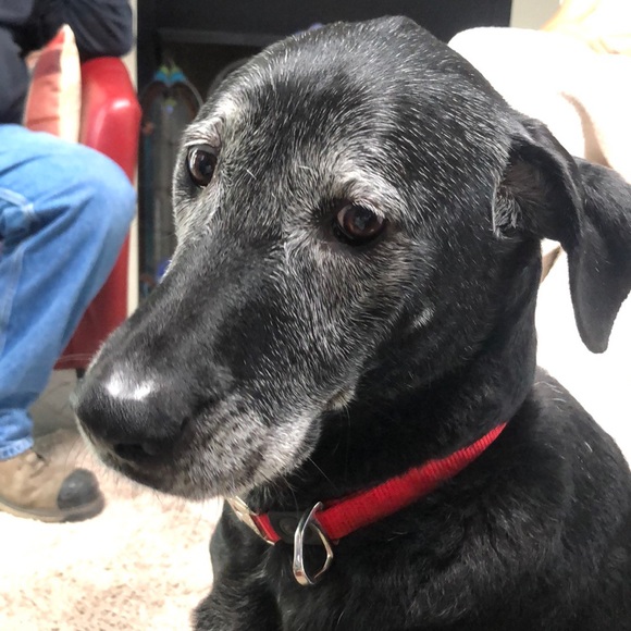 Meet your Posher, Shery - Picture 2 of 2